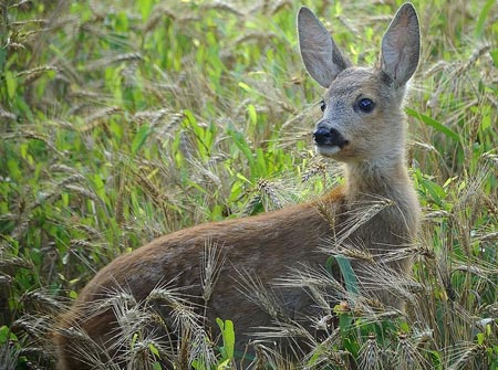 Foto di Riccardo Camusso premiata al campionato italiano di fotografia naturalistica